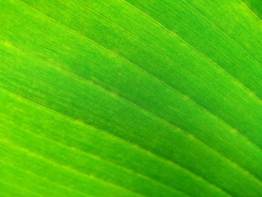 Tropik muz yaprağı taze yeşil, sarı ve kahverengi yaprak arka plan. Yaşlı muz yaprağı solmuş, kirli, ölmekte olan ve çürüyen bir yaprak gibi görünüyor. Arkaplan resmi olarak kullanılabilir