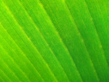 Tropik muz yaprağı taze yeşil, sarı ve kahverengi yaprak arka plan. Yaşlı muz yaprağı solmuş, kirli, ölmekte olan ve çürüyen bir yaprak gibi görünüyor. Arkaplan resmi olarak kullanılabilir