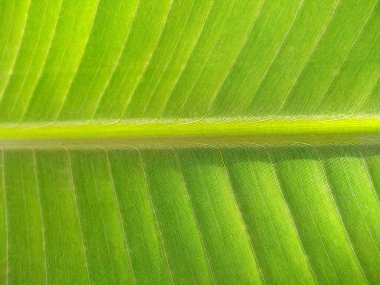 Tropik muz yaprağı taze yeşil, sarı ve kahverengi yaprak arka plan. Yaşlı muz yaprağı solmuş, kirli, ölmekte olan ve çürüyen bir yaprak gibi görünüyor. Arkaplan resmi olarak kullanılabilir