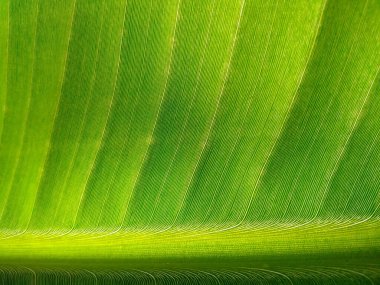 Tropik muz yaprağı taze yeşil, sarı ve kahverengi yaprak arka plan. Yaşlı muz yaprağı solmuş, kirli, ölmekte olan ve çürüyen bir yaprak gibi görünüyor. Arkaplan resmi olarak kullanılabilir