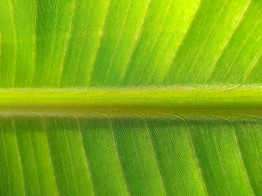 Tropik muz yaprağı taze yeşil, sarı ve kahverengi yaprak arka plan. Yaşlı muz yaprağı solmuş, kirli, ölmekte olan ve çürüyen bir yaprak gibi görünüyor. Arkaplan resmi olarak kullanılabilir