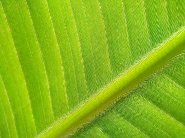 Tropik muz yaprağı taze yeşil, sarı ve kahverengi yaprak arka plan. Yaşlı muz yaprağı solmuş, kirli, ölmekte olan ve çürüyen bir yaprak gibi görünüyor. Arkaplan resmi olarak kullanılabilir