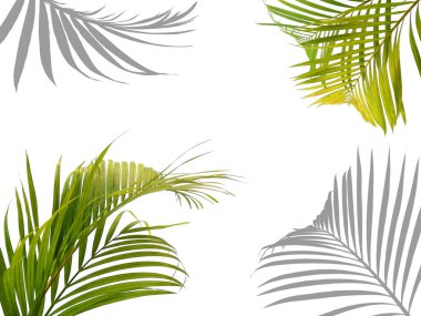 Dekorasyon veya çerçeve için yaprak düzenleme. Güzel yeşil yapraklar. Yeşil yaprak beyaz arkaplanda izole edilmiş. Dekorasyon için Arkaplan ya da Yaprak Arkaplanı 'nı bırakır. Güzel ve Egzotik Yaprak. Bitki Arkaplanı ve Ağaç Arkaplanı. Bahçedeki Bitkiler