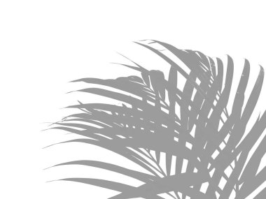Palmiye ağacının gölgesi ya da silueti. Dekorasyon için Arkaplan ya da Yaprak Arkaplanı 'nı bırakır. Güzel ve Egzotik Yaprak. Bitki Arkaplanı ve Ağaç Arkaplanı. Bahçedeki Bitkiler