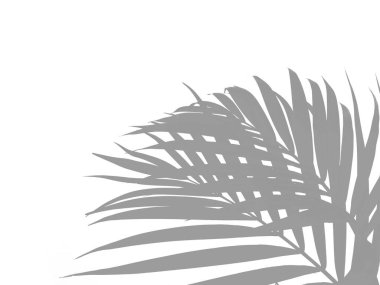 Palmiye ağacının gölgesi ya da silueti. Dekorasyon için Arkaplan ya da Yaprak Arkaplanı 'nı bırakır. Güzel ve Egzotik Yaprak. Bitki Arkaplanı ve Ağaç Arkaplanı. Bahçedeki Bitkiler