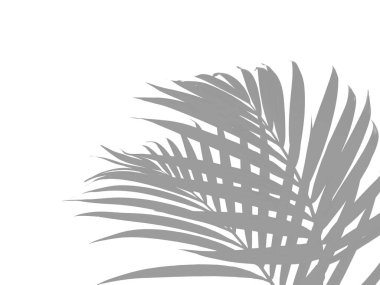 Palmiye ağacının gölgesi ya da silueti. Dekorasyon için Arkaplan ya da Yaprak Arkaplanı 'nı bırakır. Güzel ve Egzotik Yaprak. Bitki Arkaplanı ve Ağaç Arkaplanı. Bahçedeki Bitkiler