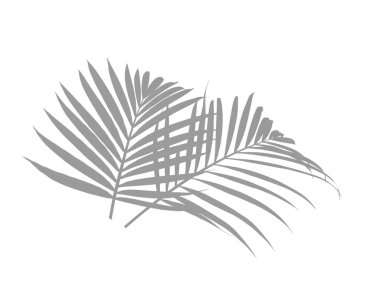 Palmiye ağacının gölgesi ya da silueti. Dekorasyon için Arkaplan ya da Yaprak Arkaplanı 'nı bırakır. Güzel ve Egzotik Yaprak. Bitki Arkaplanı ve Ağaç Arkaplanı. Bahçedeki Bitkiler