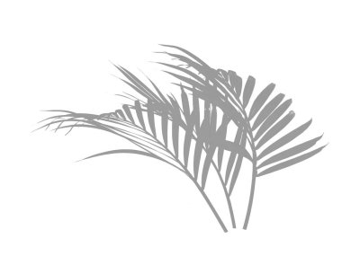 Palmiye ağacının gölgesi ya da silueti. Dekorasyon için Arkaplan ya da Yaprak Arkaplanı 'nı bırakır. Güzel ve Egzotik Yaprak. Bitki Arkaplanı ve Ağaç Arkaplanı. Bahçedeki Bitkiler