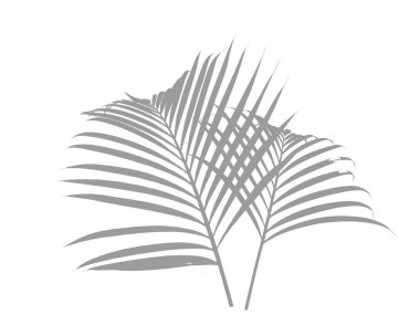 Palmiye ağacının gölgesi ya da silueti. Dekorasyon için Arkaplan ya da Yaprak Arkaplanı 'nı bırakır. Güzel ve Egzotik Yaprak. Bitki Arkaplanı ve Ağaç Arkaplanı. Bahçedeki Bitkiler