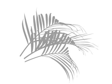 Palmiye ağacının gölgesi ya da silueti. Dekorasyon için Arkaplan ya da Yaprak Arkaplanı 'nı bırakır. Güzel ve Egzotik Yaprak. Bitki Arkaplanı ve Ağaç Arkaplanı. Bahçedeki Bitkiler