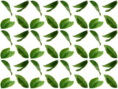 Güzel yaprak deseni. Beyaz arkaplanlı yapraklar ya da yapraklar. Dekorasyon için Arkaplan ya da Yaprak Arkaplanı 'nı bırakır. Güzel ve Egzotik Yaprak. Bitki Arkaplanı ve Ağaç Arkaplanı. Bahçedeki Bitkiler