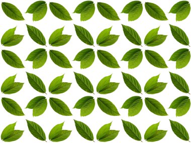 Güzel yaprak deseni. Beyaz arkaplanlı yapraklar ya da yapraklar. Dekorasyon için Arkaplan ya da Yaprak Arkaplanı 'nı bırakır. Güzel ve Egzotik Yaprak. Bitki Arkaplanı ve Ağaç Arkaplanı. Bahçedeki Bitkiler