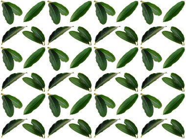 Güzel yaprak deseni. Beyaz arkaplanlı yapraklar ya da yapraklar. Dekorasyon için Arkaplan ya da Yaprak Arkaplanı 'nı bırakır. Güzel ve Egzotik Yaprak. Bitki Arkaplanı ve Ağaç Arkaplanı. Bahçedeki Bitkiler