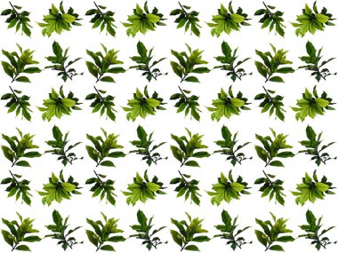 Güzel yaprak deseni. Beyaz arkaplanlı yapraklar ya da yapraklar. Dekorasyon için Arkaplan ya da Yaprak Arkaplanı 'nı bırakır. Güzel ve Egzotik Yaprak. Bitki Arkaplanı ve Ağaç Arkaplanı. Bahçedeki Bitkiler