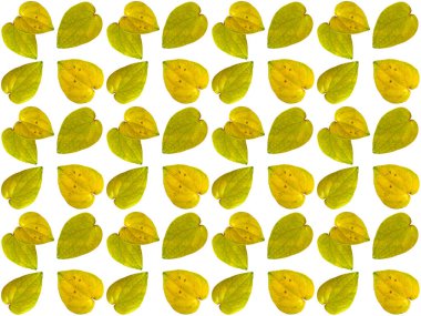 Güzel yaprak deseni. Beyaz arkaplanlı yapraklar ya da yapraklar. Dekorasyon için Arkaplan ya da Yaprak Arkaplanı 'nı bırakır. Güzel ve Egzotik Yaprak. Bitki Arkaplanı ve Ağaç Arkaplanı. Bahçedeki Bitkiler