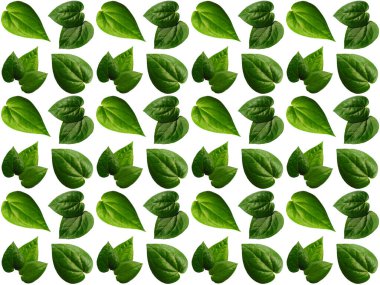 Güzel yaprak deseni. Beyaz arkaplanlı yapraklar ya da yapraklar. Dekorasyon için Arkaplan ya da Yaprak Arkaplanı 'nı bırakır. Güzel ve Egzotik Yaprak. Bitki Arkaplanı ve Ağaç Arkaplanı. Bahçedeki Bitkiler