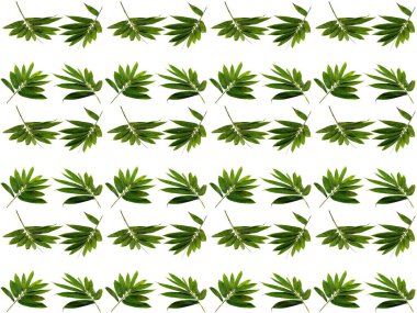 Güzel yaprak deseni. Beyaz arkaplanlı yapraklar ya da yapraklar. Dekorasyon için Arkaplan ya da Yaprak Arkaplanı 'nı bırakır. Güzel ve Egzotik Yaprak. Bitki Arkaplanı ve Ağaç Arkaplanı. Bahçedeki Bitkiler