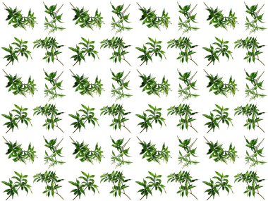 Güzel yaprak deseni. Beyaz arkaplanlı yapraklar ya da yapraklar. Dekorasyon için Arkaplan ya da Yaprak Arkaplanı 'nı bırakır. Güzel ve Egzotik Yaprak. Bitki Arkaplanı ve Ağaç Arkaplanı. Bahçedeki Bitkiler