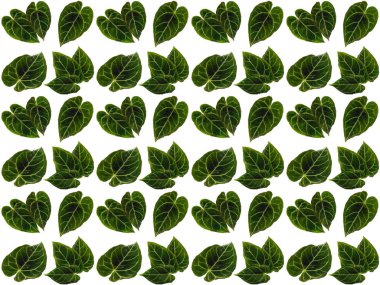 Güzel yaprak deseni. Beyaz arkaplanlı yapraklar ya da yapraklar. Dekorasyon için Arkaplan ya da Yaprak Arkaplanı 'nı bırakır. Güzel ve Egzotik Yaprak. Bitki Arkaplanı ve Ağaç Arkaplanı. Bahçedeki Bitkiler