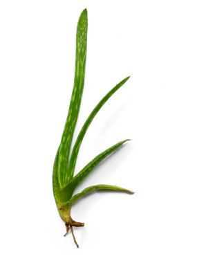 Aloe vera bitkisi beyaz arka planda izole edilmiş. Aloe Vera beyaz arka planda izole edilmiş taze yapraklar. Aloe yaprağı ya da aloe ağacı. Bitki Arkaplanı ve Ağaç Arkaplanı. Bahçedeki Bitkiler