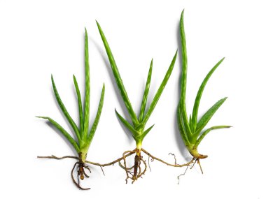 Aloe vera bitkisi beyaz arka planda izole edilmiş. Aloe Vera beyaz arka planda izole edilmiş taze yapraklar. Aloe yaprağı ya da aloe ağacı. Bitki Arkaplanı ve Ağaç Arkaplanı. Bahçedeki Bitkiler