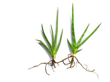 Aloe vera bitkisi beyaz arka planda izole edilmiş. Aloe Vera beyaz arka planda izole edilmiş taze yapraklar. Aloe yaprağı ya da aloe ağacı. Bitki Arkaplanı ve Ağaç Arkaplanı. Bahçedeki Bitkiler