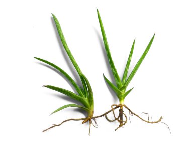 Aloe vera bitkisi beyaz arka planda izole edilmiş. Aloe Vera beyaz arka planda izole edilmiş taze yapraklar. Aloe yaprağı ya da aloe ağacı. Bitki Arkaplanı ve Ağaç Arkaplanı. Bahçedeki Bitkiler