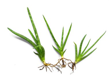 Aloe vera bitkisi beyaz arka planda izole edilmiş. Aloe Vera beyaz arka planda izole edilmiş taze yapraklar. Aloe yaprağı ya da aloe ağacı. Bitki Arkaplanı ve Ağaç Arkaplanı. Bahçedeki Bitkiler