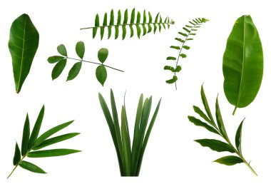 Çerçeve için yaprak ya da Yaprak dekorasyonu. Beyaz arka planda yaprak izole edilmiş. Dekorasyon için Arkaplan ya da Yaprak Arkaplanı 'nı bırakır. Güzel ve Egzotik Yaprak. Bitki Arkaplanı ve Ağaç Arkaplanı. Yaprak deseni, Bahçedeki Bitkiler