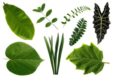 Çerçeve için yaprak ya da Yaprak dekorasyonu. Beyaz arka planda yaprak izole edilmiş. Dekorasyon için Arkaplan ya da Yaprak Arkaplanı 'nı bırakır. Güzel ve Egzotik Yaprak. Bitki Arkaplanı ve Ağaç Arkaplanı. Yaprak deseni, Bahçedeki Bitkiler