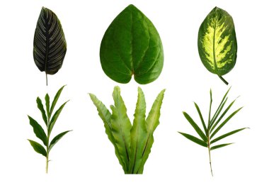 Çerçeve için yaprak ya da Yaprak dekorasyonu. Beyaz arka planda yaprak izole edilmiş. Dekorasyon için Arkaplan ya da Yaprak Arkaplanı 'nı bırakır. Güzel ve Egzotik Yaprak. Bitki Arkaplanı ve Ağaç Arkaplanı. Yaprak deseni, Bahçedeki Bitkiler