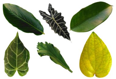 Çerçeve için yaprak ya da Yaprak dekorasyonu. Beyaz arka planda yaprak izole edilmiş. Dekorasyon için Arkaplan ya da Yaprak Arkaplanı 'nı bırakır. Güzel ve Egzotik Yaprak. Bitki Arkaplanı ve Ağaç Arkaplanı. Yaprak deseni, Bahçedeki Bitkiler