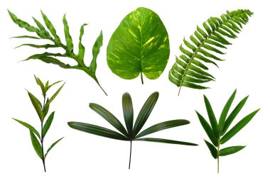 Çerçeve için yaprak ya da Yaprak dekorasyonu. Beyaz arka planda yaprak izole edilmiş. Dekorasyon için Arkaplan ya da Yaprak Arkaplanı 'nı bırakır. Güzel ve Egzotik Yaprak. Bitki Arkaplanı ve Ağaç Arkaplanı. Yaprak deseni, Bahçedeki Bitkiler