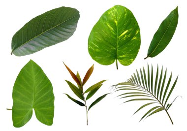 Çerçeve için yaprak ya da Yaprak dekorasyonu. Beyaz arka planda yaprak izole edilmiş. Dekorasyon için Arkaplan ya da Yaprak Arkaplanı 'nı bırakır. Güzel ve Egzotik Yaprak. Bitki Arkaplanı ve Ağaç Arkaplanı. Yaprak deseni, Bahçedeki Bitkiler