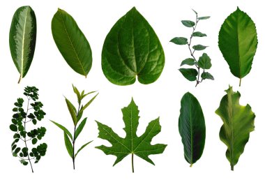 Çerçeve için yaprak ya da Yaprak dekorasyonu. Beyaz arka planda yaprak izole edilmiş. Dekorasyon için Arkaplan ya da Yaprak Arkaplanı 'nı bırakır. Güzel ve Egzotik Yaprak. Bitki Arkaplanı ve Ağaç Arkaplanı. Yaprak deseni, Bahçedeki Bitkiler