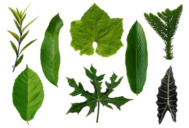 Çerçeve için yaprak ya da Yaprak dekorasyonu. Beyaz arka planda yaprak izole edilmiş. Dekorasyon için Arkaplan ya da Yaprak Arkaplanı 'nı bırakır. Güzel ve Egzotik Yaprak. Bitki Arkaplanı ve Ağaç Arkaplanı. Yaprak deseni, Bahçedeki Bitkiler