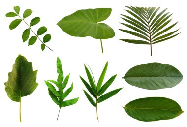 Çerçeve için yaprak ya da Yaprak dekorasyonu. Beyaz arka planda yaprak izole edilmiş. Dekorasyon için Arkaplan ya da Yaprak Arkaplanı 'nı bırakır. Güzel ve Egzotik Yaprak. Bitki Arkaplanı ve Ağaç Arkaplanı. Yaprak deseni, Bahçedeki Bitkiler