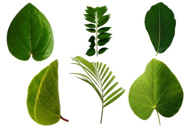 Çerçeve için yaprak ya da Yaprak dekorasyonu. Beyaz arka planda yaprak izole edilmiş. Dekorasyon için Arkaplan ya da Yaprak Arkaplanı 'nı bırakır. Güzel ve Egzotik Yaprak. Bitki Arkaplanı ve Ağaç Arkaplanı. Yaprak deseni, Bahçedeki Bitkiler