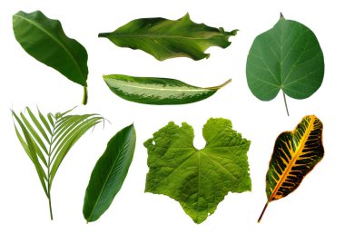 Çerçeve için yaprak ya da Yaprak dekorasyonu. Beyaz arka planda yaprak izole edilmiş. Dekorasyon için Arkaplan ya da Yaprak Arkaplanı 'nı bırakır. Güzel ve Egzotik Yaprak. Bitki Arkaplanı ve Ağaç Arkaplanı. Yaprak deseni, Bahçedeki Bitkiler