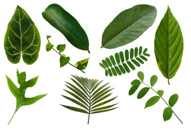 Çerçeve için yaprak ya da Yaprak dekorasyonu. Beyaz arka planda yaprak izole edilmiş. Dekorasyon için Arkaplan ya da Yaprak Arkaplanı 'nı bırakır. Güzel ve Egzotik Yaprak. Bitki Arkaplanı ve Ağaç Arkaplanı. Yaprak deseni, Bahçedeki Bitkiler