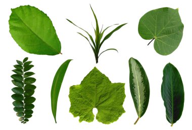 Çerçeve için yaprak ya da Yaprak dekorasyonu. Beyaz arka planda yaprak izole edilmiş. Dekorasyon için Arkaplan ya da Yaprak Arkaplanı 'nı bırakır. Güzel ve Egzotik Yaprak. Bitki Arkaplanı ve Ağaç Arkaplanı. Yaprak deseni, Bahçedeki Bitkiler