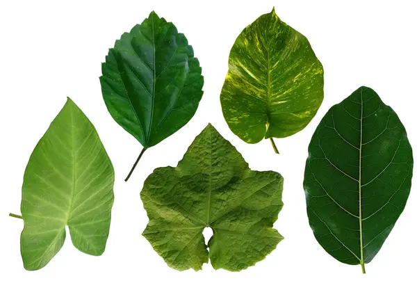 Leaf Frame Leaves Decoration Leaf Isolated White Background Leaves Background — Stock Photo, Image