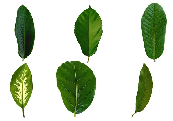 Leaf Frame Leaves Decoration Leaf Isolated White Background Leaves Background — Stock Photo, Image
