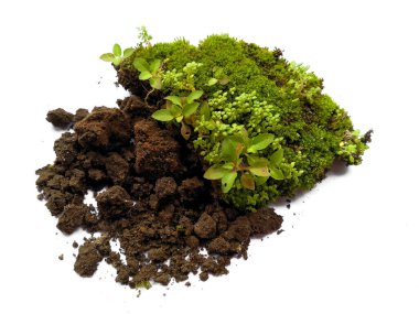 Beyaz arka planda yeşil yosun. Yeşil yosun beyaz arka planda izole edilmiş. Topraklı yeşil yosun, beyaz arka planda izole edilmiş toprak. Yeşil yosun ve toprak