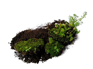 Beyaz arka planda yeşil yosun. Yeşil yosun beyaz arka planda izole edilmiş. Topraklı yeşil yosun, beyaz arka planda izole edilmiş toprak. Yeşil yosun ve toprak