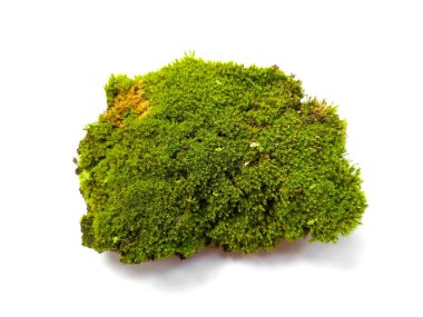 Beyaz arka planda yeşil yosun. Yeşil yosun beyaz arka planda izole edilmiş. Topraklı yeşil yosun, beyaz arka planda izole edilmiş toprak. Yeşil yosun ve toprak