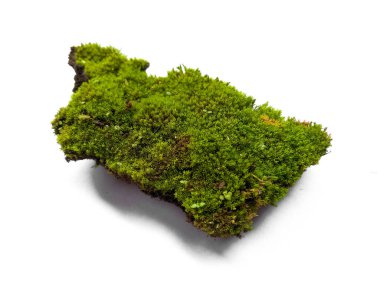 Beyaz arka planda yeşil yosun. Yeşil yosun beyaz arka planda izole edilmiş. Topraklı yeşil yosun, beyaz arka planda izole edilmiş toprak. Yeşil yosun ve toprak