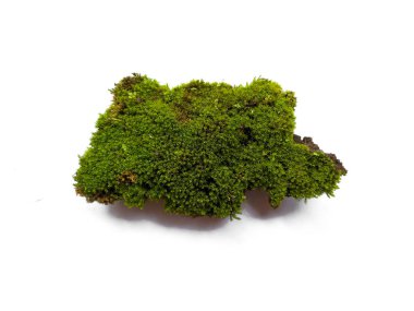 Beyaz arka planda yeşil yosun. Yeşil yosun beyaz arka planda izole edilmiş. Topraklı yeşil yosun, beyaz arka planda izole edilmiş toprak. Yeşil yosun ve toprak