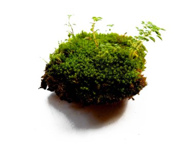 Beyaz arka planda yeşil yosun. Yeşil yosun beyaz arka planda izole edilmiş. Topraklı yeşil yosun, beyaz arka planda izole edilmiş toprak. Yeşil yosun ve toprak