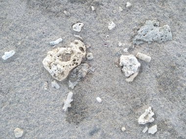 Arka plan için egzotik mercan bileşimi. Herhangi bir arka plan için izole edilmiş deniz mercanları. Sahildeki arka planlar için mercan resifleri. Mercan çerçevesi, mercan resifi.